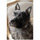 spartacus_terrier