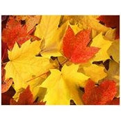 Barbara Varga's photo