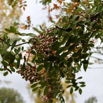 PLANT ASSOCIATIONS: Trees and Shrubs