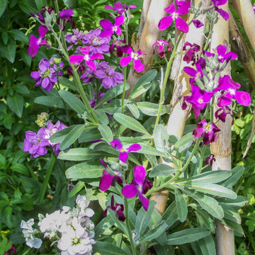 Matthiola incana