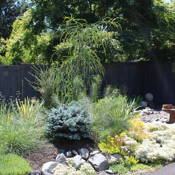 Marian's minimal maintenance - front garden