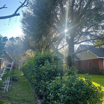 Hedges - Before