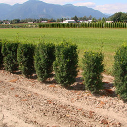 Yew Tree's Taxus x med Hicksii - Plants