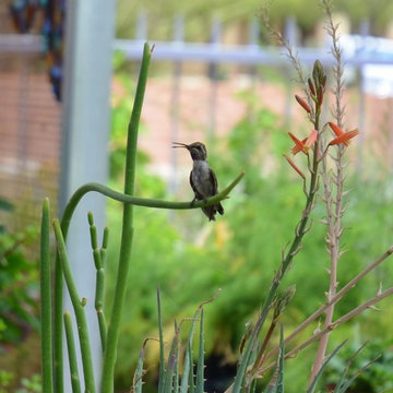 Create a Butterfly & Hummingbird in Containers