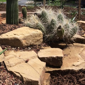 Miscellaneous Cacti & Succulent Landscapes by Rhinamic