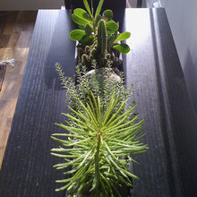 indoor plants