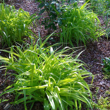 Green Springs: Growing a New Old Garden