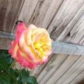 Kelley Nixon's photo