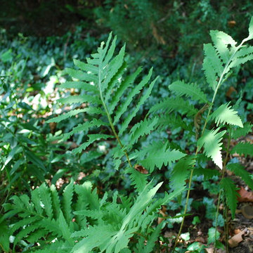 Sensitive Fern