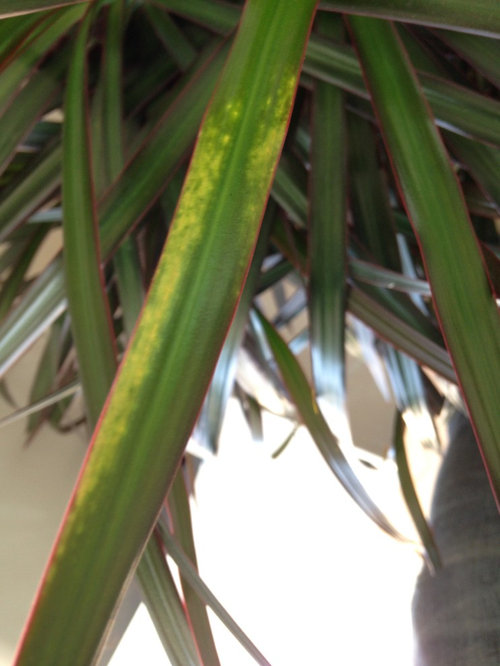Dracaena marginata yellowing leaves