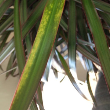 Dracaena marginata yellow spots