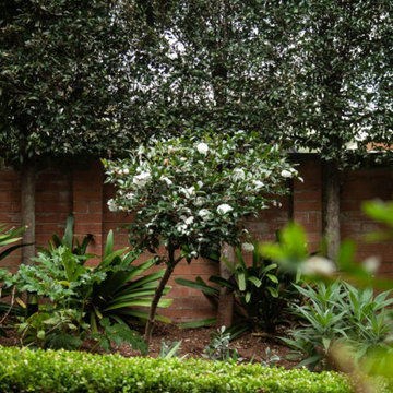 Townhouse courtyard garden - Edgecliff Sydney