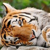 Diana Muadi's photo