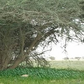 Sarah Al-Thani's photo