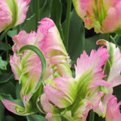 Foto von Jane Brumbaugh