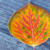 Trista Clagett's photo