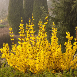 Magical&reg; Gold Forsythia - Plants