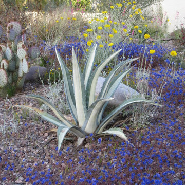 Arizona Wildflower and Wildlife Garden