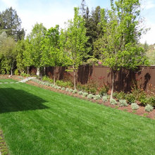 Front yard planting