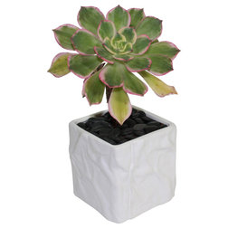 Contemporary Plants Aeonium s. - 4" Cactus and Succulents in Ceramic Pot