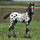 shooflyfarms66