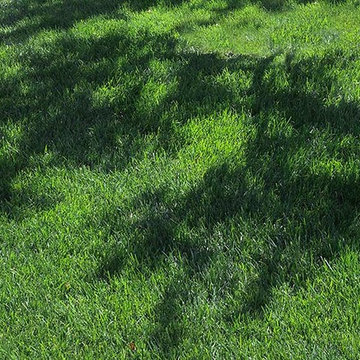 RTF® Water Saver Sod preforms in both sun and shade and is a turf type tall fesc