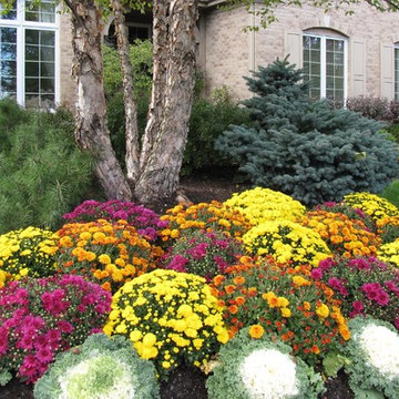 Fall Annuals