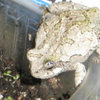 Off topic: Toad that looks like a stone