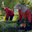 Markwood Lawn & Landscape