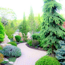 LANDSCAPE PLANTS