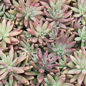 Succulents & Cactus