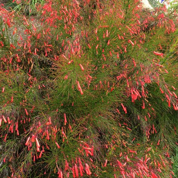 Great Plant Combo's