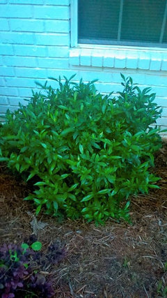 What Type Of Gardenia Do You Have In Dfw Area