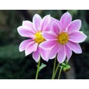 Belva Willis's photo