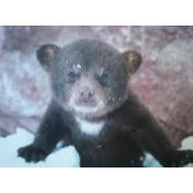 Sharon Bear Ga's photo