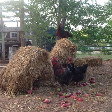 Hillsborough NJ. Chicken Coop, Enclosure and Surround