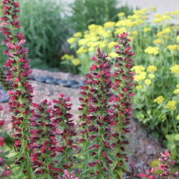Fun, Flowers, & Food at El Rancho Calypso