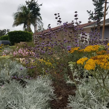 Mission Viejo Front Yard