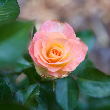 Garden Maintenance