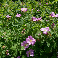 gardens