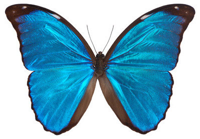Eclectic Home Decor Morpho Butterfly