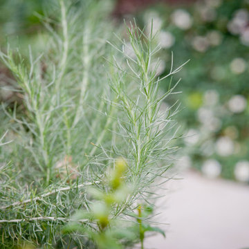 California Sagebrush (Cowboy Perfume)