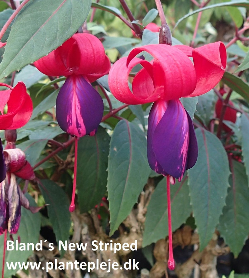 Fuchsia liste 2020 (her ses fotos af en mindre del af de fuchsia vi producere)