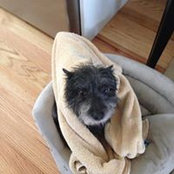 Steven Intyre's photo