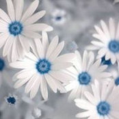 Niveen Abuznaid's photo