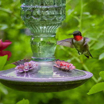 A Woodland Retreat and Edible Garden