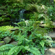 plants