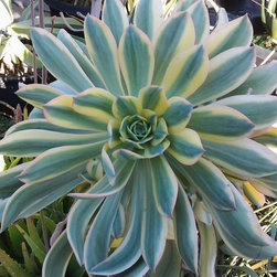 Gallery - Outdoor Pots And Planters