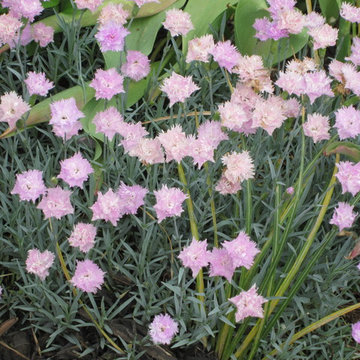 Pink is the favorite color in the flowerbed