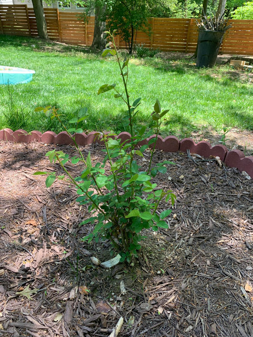 wilting rose bush what's wrong??